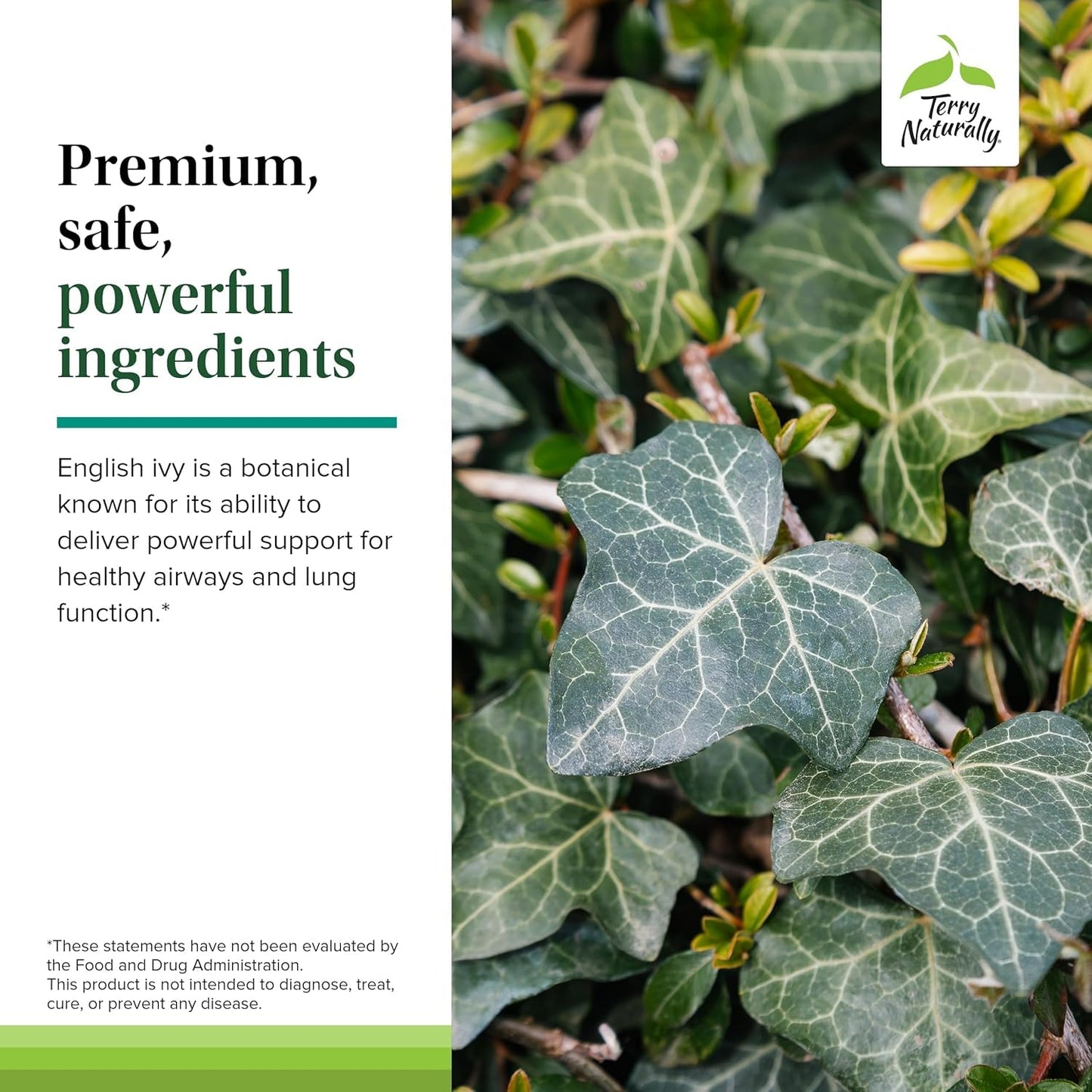 Terry Naturally Bronchial Clear Ivy Leaf Chewable - Lung Support - 60 Count