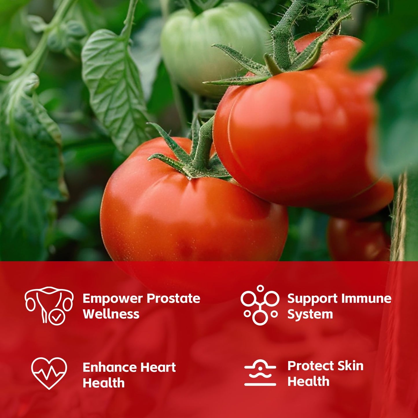 GANOHERB Lycopene Supplement Capsule 60 Capsules