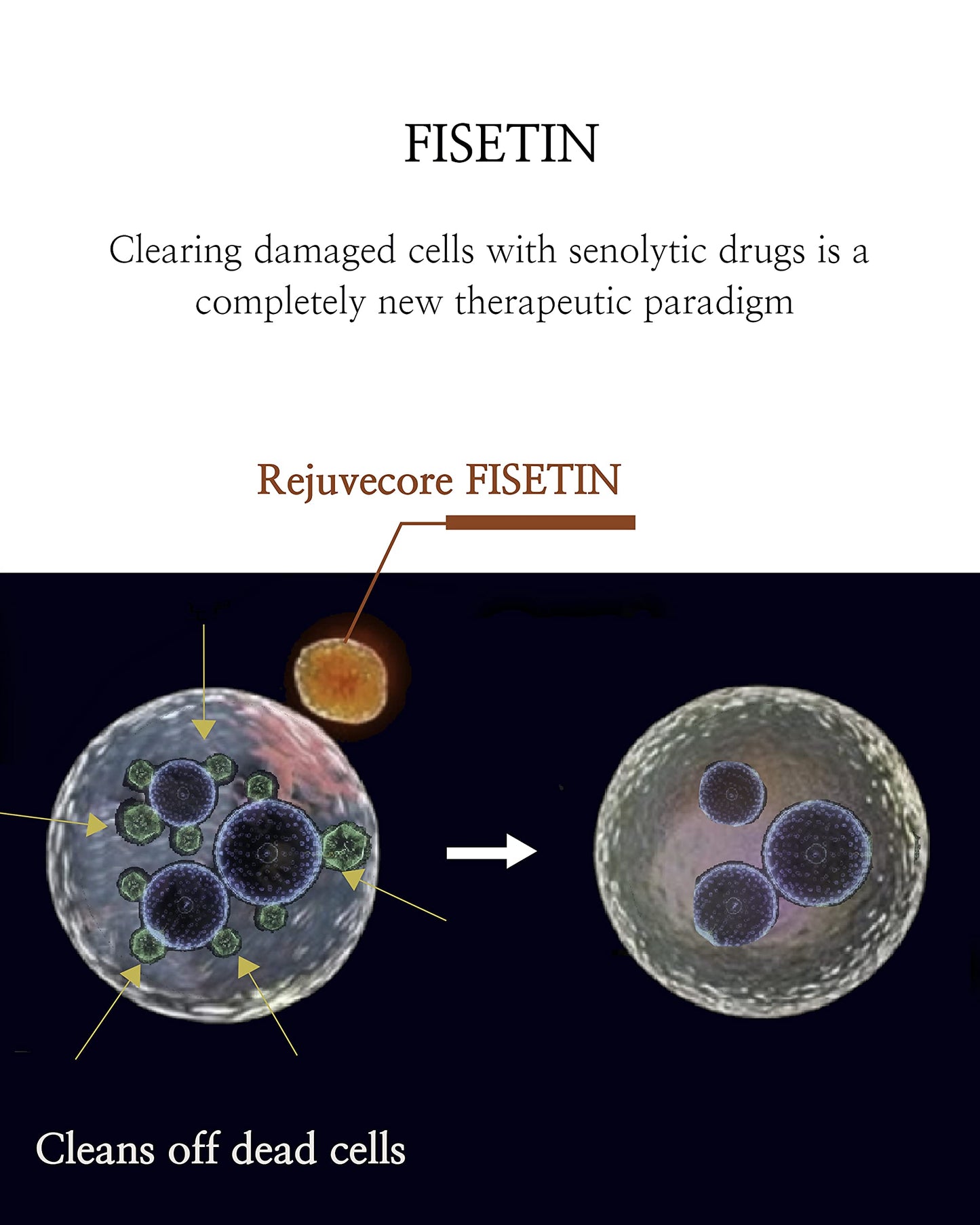 Rejuvecore Fisetin 60 Capsules