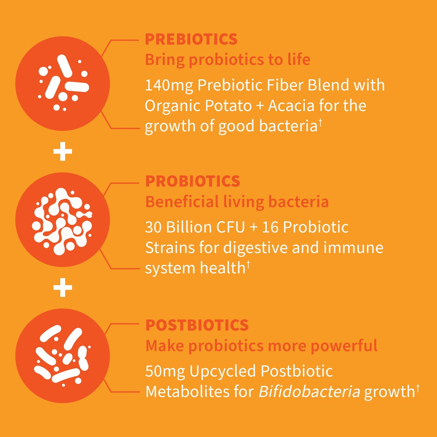 Garden of Life Dr Formulated Probiotics 30 Billion CFU Pre + Pro + Postbiotics for Men and Women Digestive and Immune Support, 30 Capsules