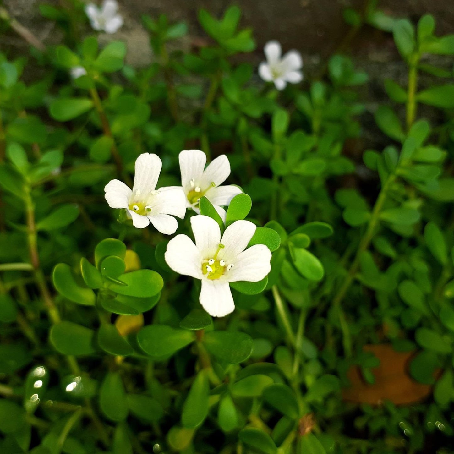 Earthborn Elements Bacopa Monnieri Capsules 200