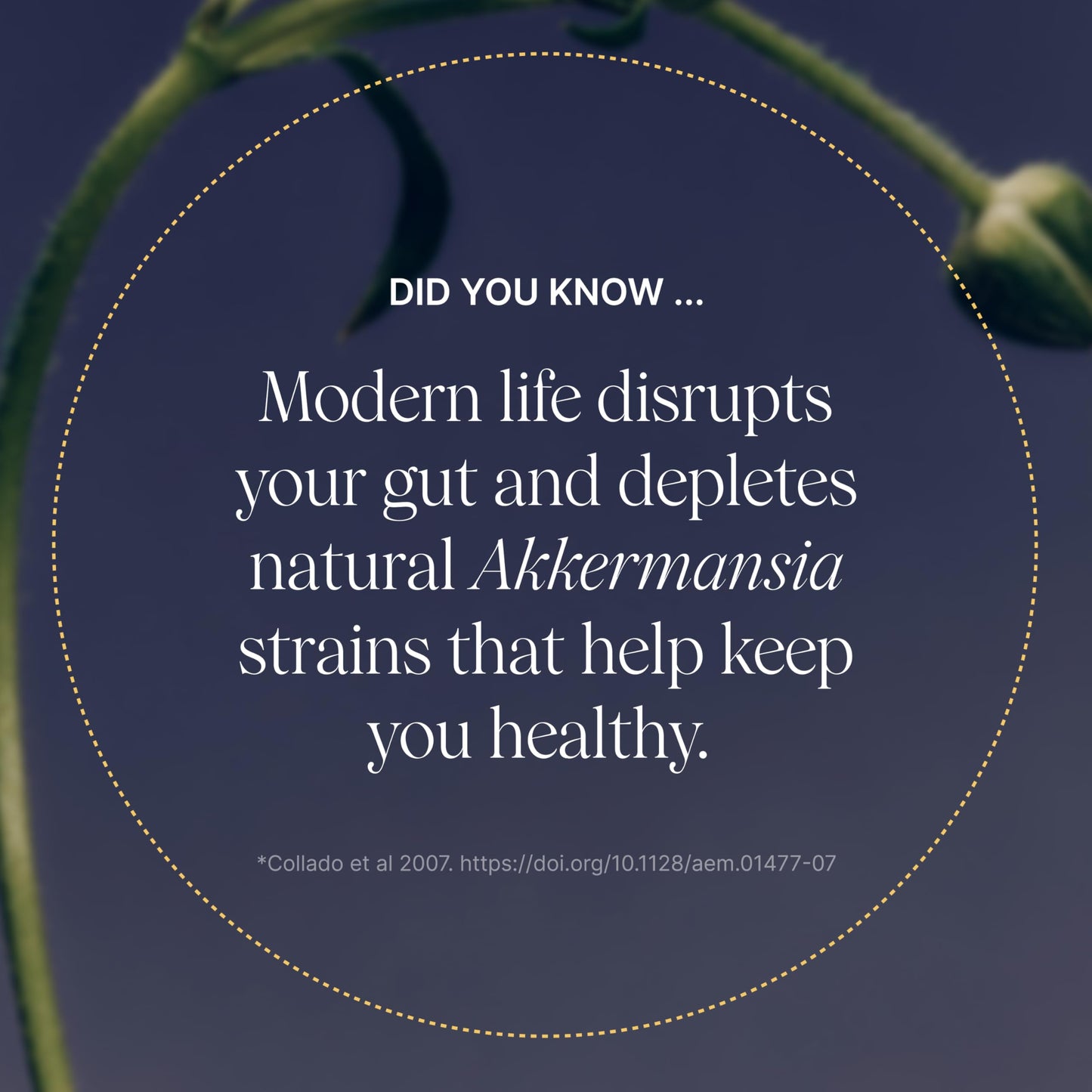 Pendulum Akkermansia Probiotic with Prebiotic Fiber Capsules 30