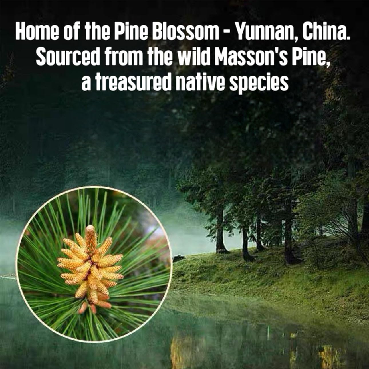 MAHUXIANG Pine Pollen Powder, 1.76 oz