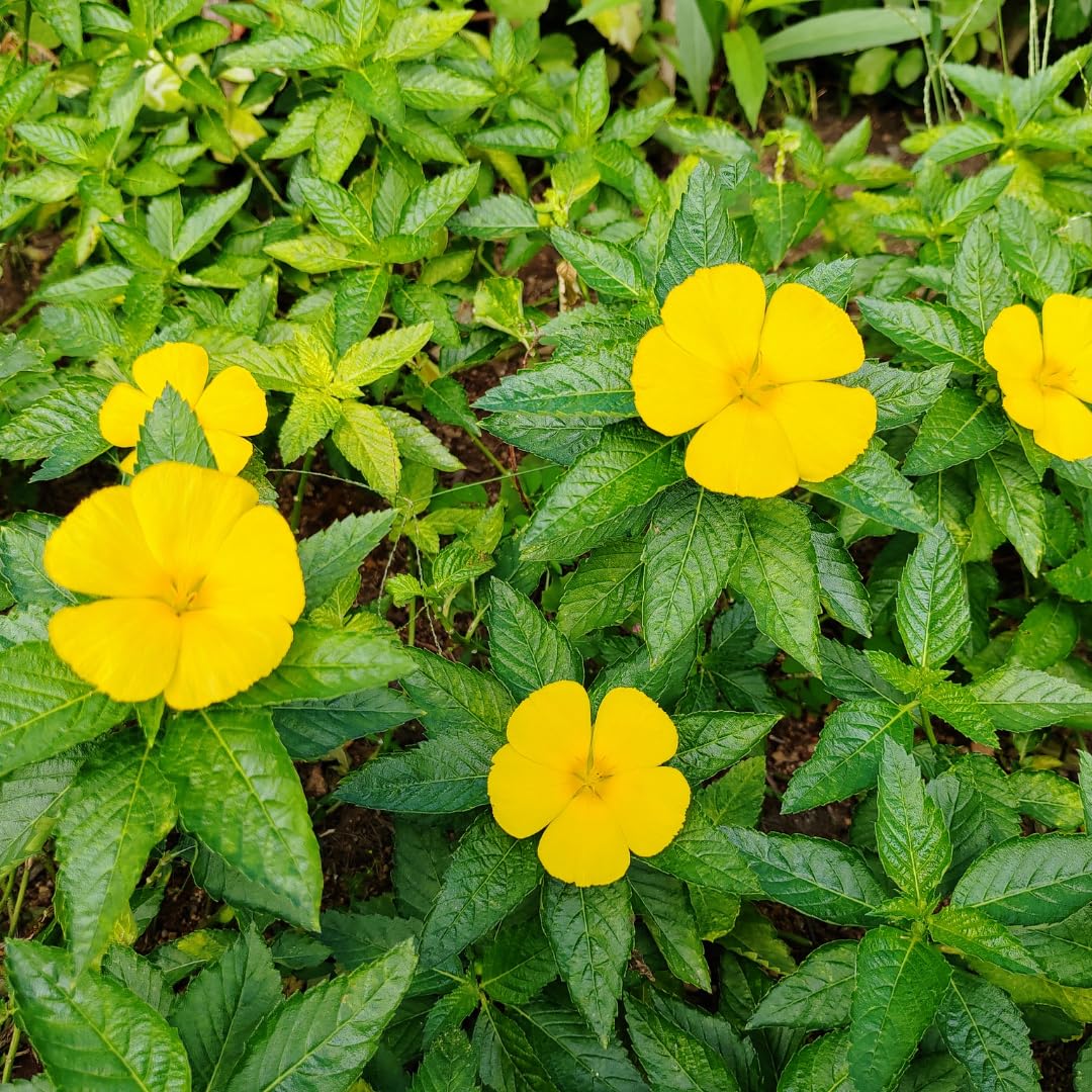 Pure Organic Ingredients Damiana Leaf 730 Capsules