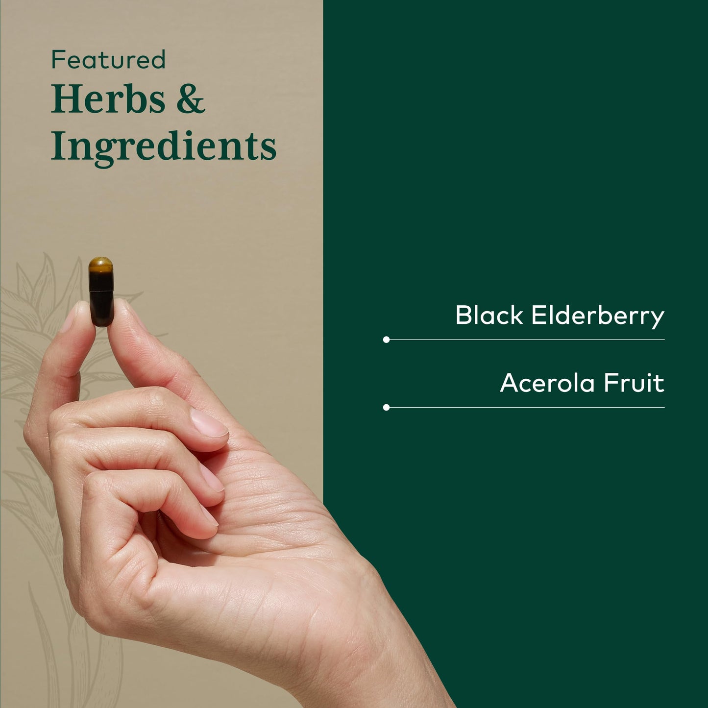 Gaia Herbs PRO Black Elderberry Pro 120 Capsules