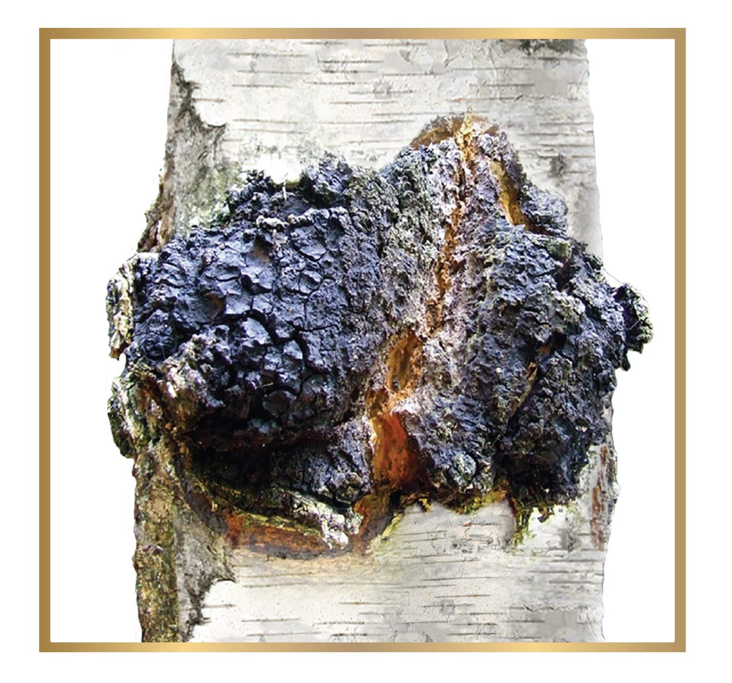 ChagaTeaShop Siberian Chaga Mushroom Extract Powder 16 oz