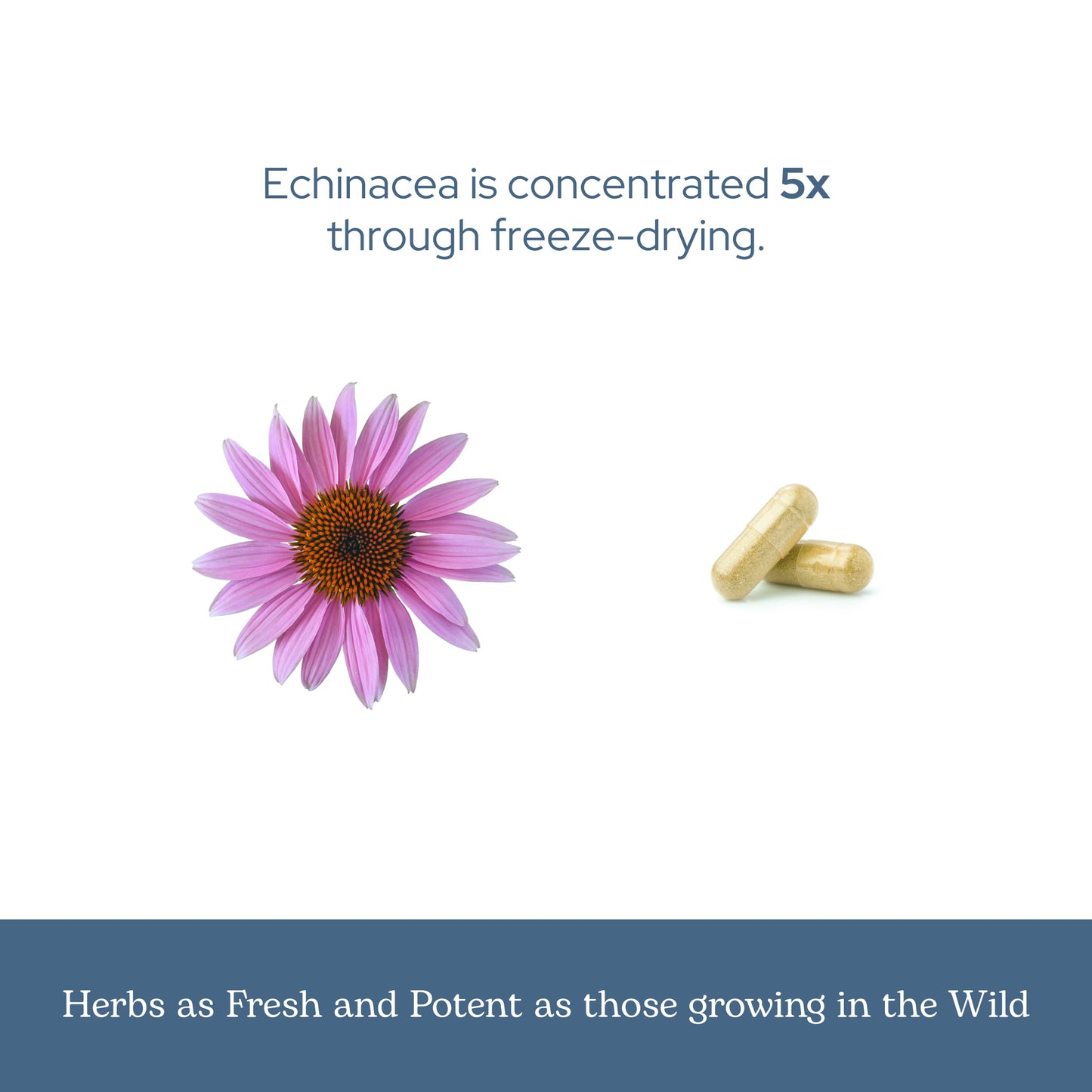 Eclectic Institute Echinacea Purpurea Root Capsules, 90 Count