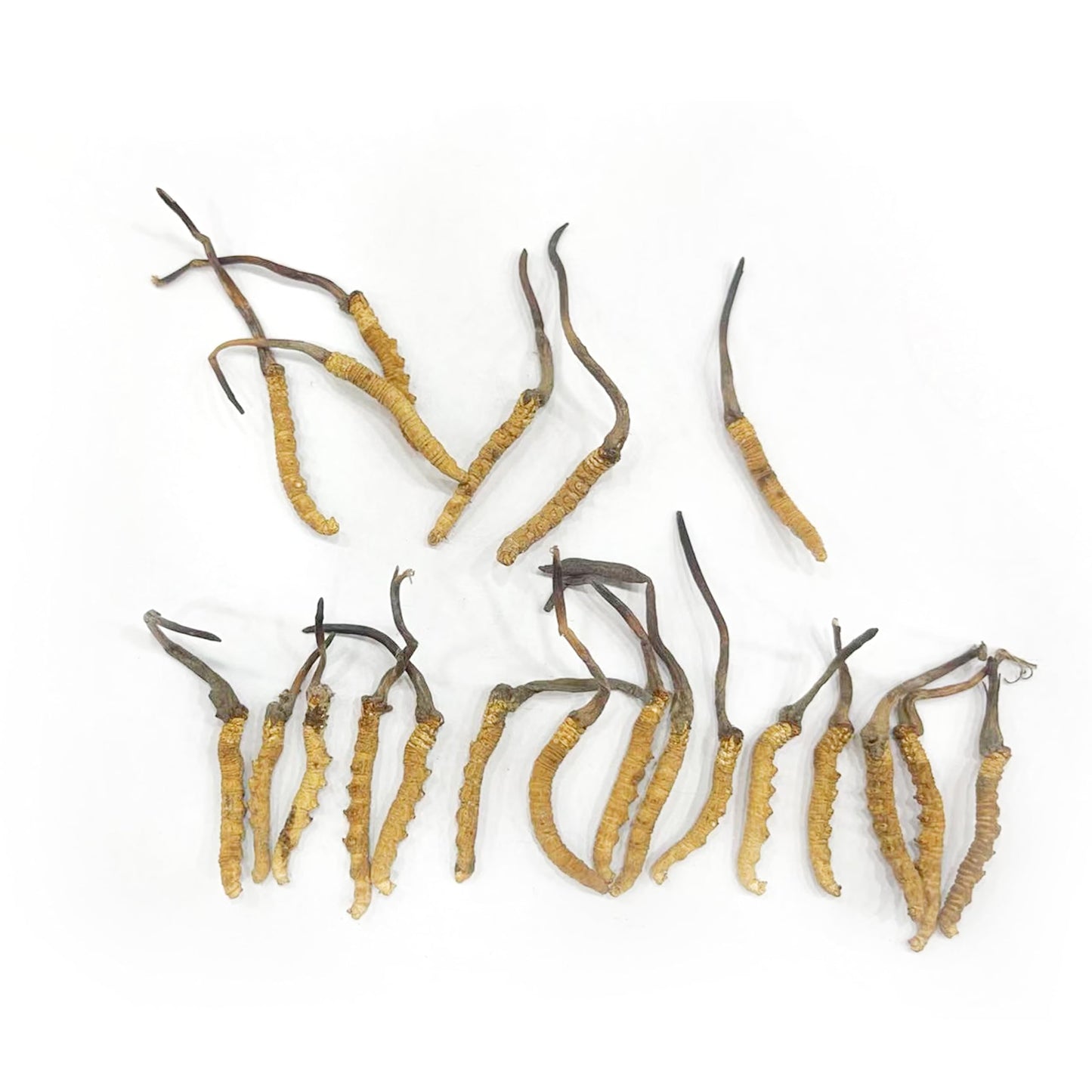 TibetCloud Wild Cordyceps Sinensis Caplet 1