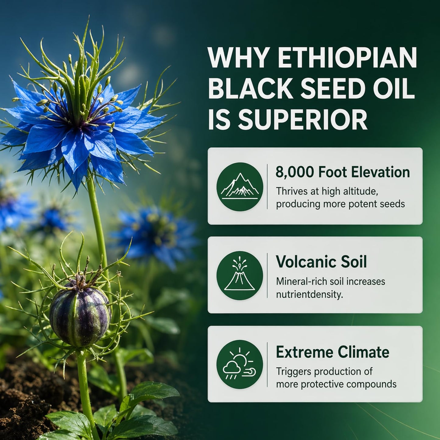 Vlsdoin Ethiopian Black Seed Oil Softgels, 60 Count