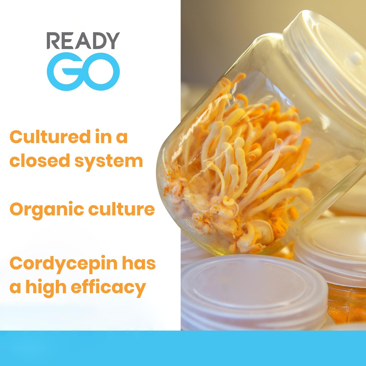 READYGO Cordyceps Militaris Mushroom Capsules with Ginseng Extract, Energy, Stamina and Immune Support, 30 Capsules