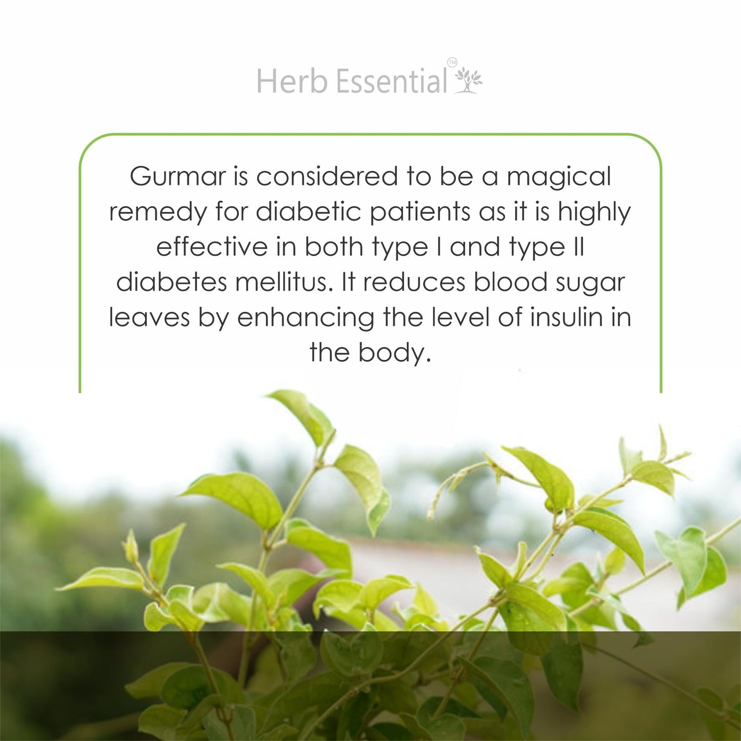 Herb Essential 100% Organic Gudmar Gymnema Leaf Powder 3.52 oz