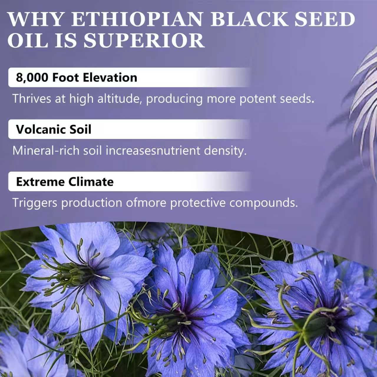cxuhui Purely Ethiopian Black Seed Oil Softgels, 60 Softgels