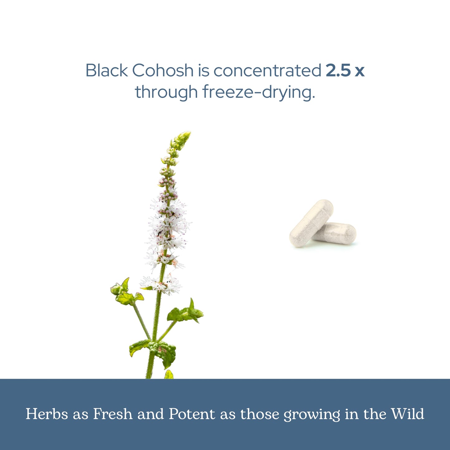 ECLECTIC INSTITUTE Black Cohosh Root Capsules 100