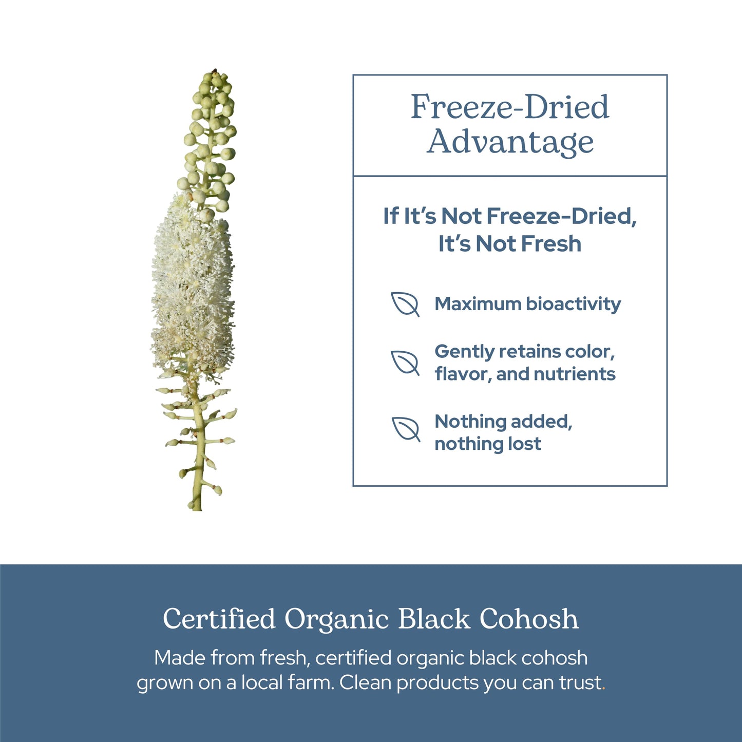 ECLECTIC INSTITUTE Black Cohosh Root Capsules 100