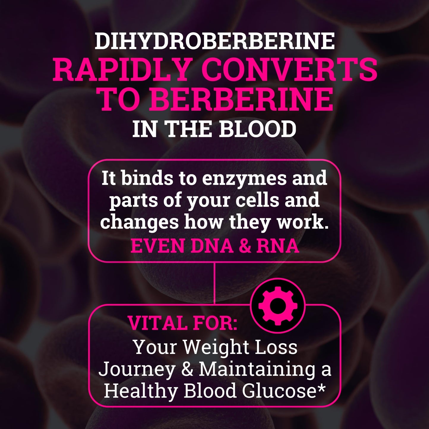 Black Forest Berberine Dihydroberberine Capsule 30 Count with Ceylon Cinnamon