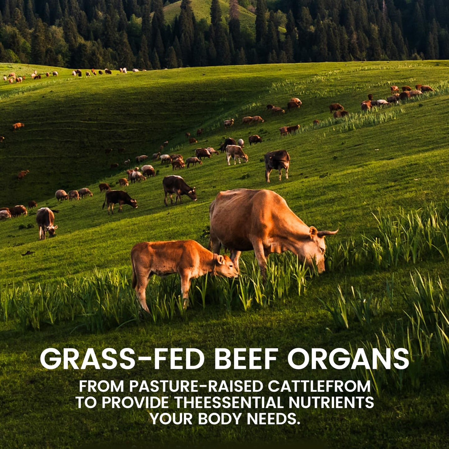 MORANDEE Forgebody Beef Organ Complex Supplement Capsule, 1 Capsule