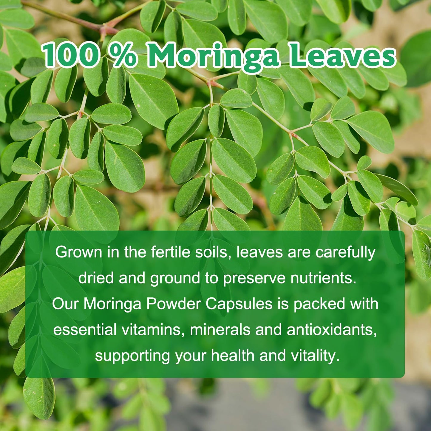 Balincer Moringa Capsules, 240 Capsules