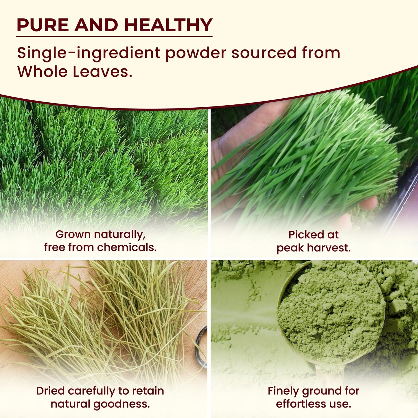 Darsa Organics Wheatgrass Powder 16