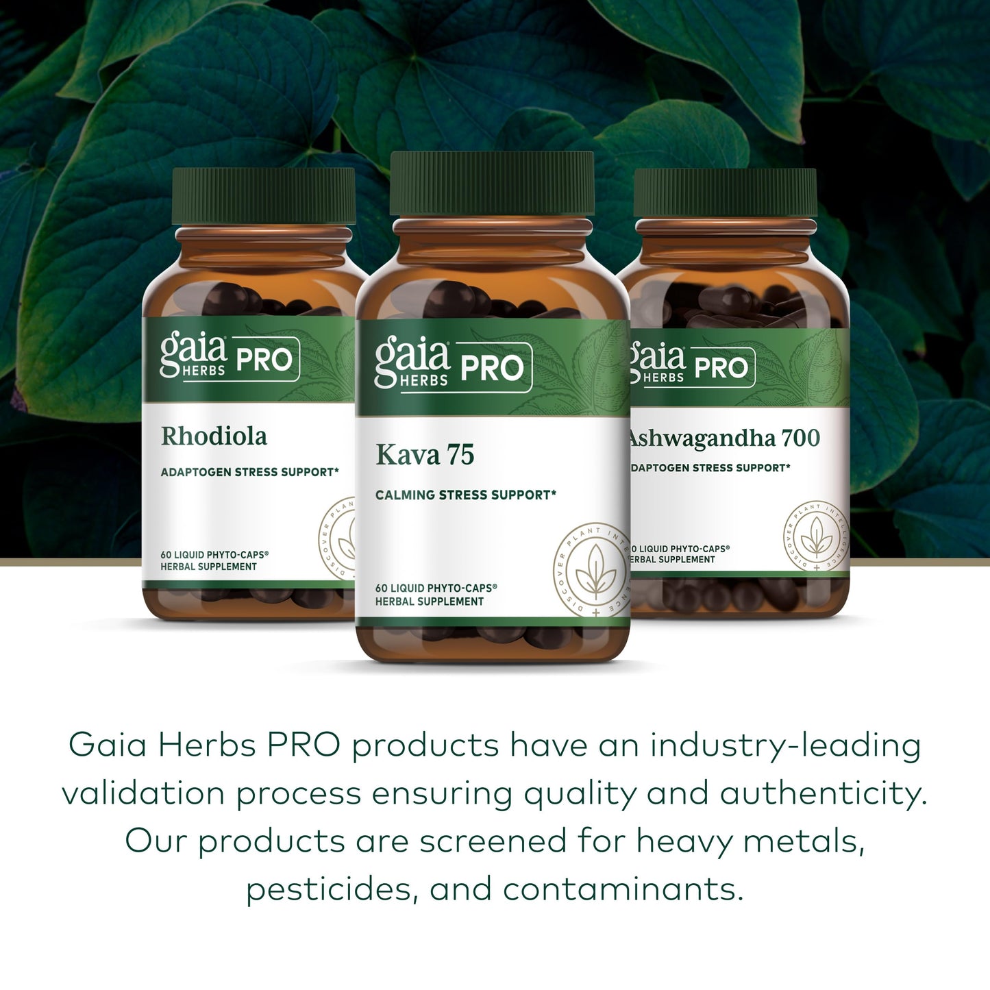 Gaia Herbs PRO Kava 75 Capsules 60 Count