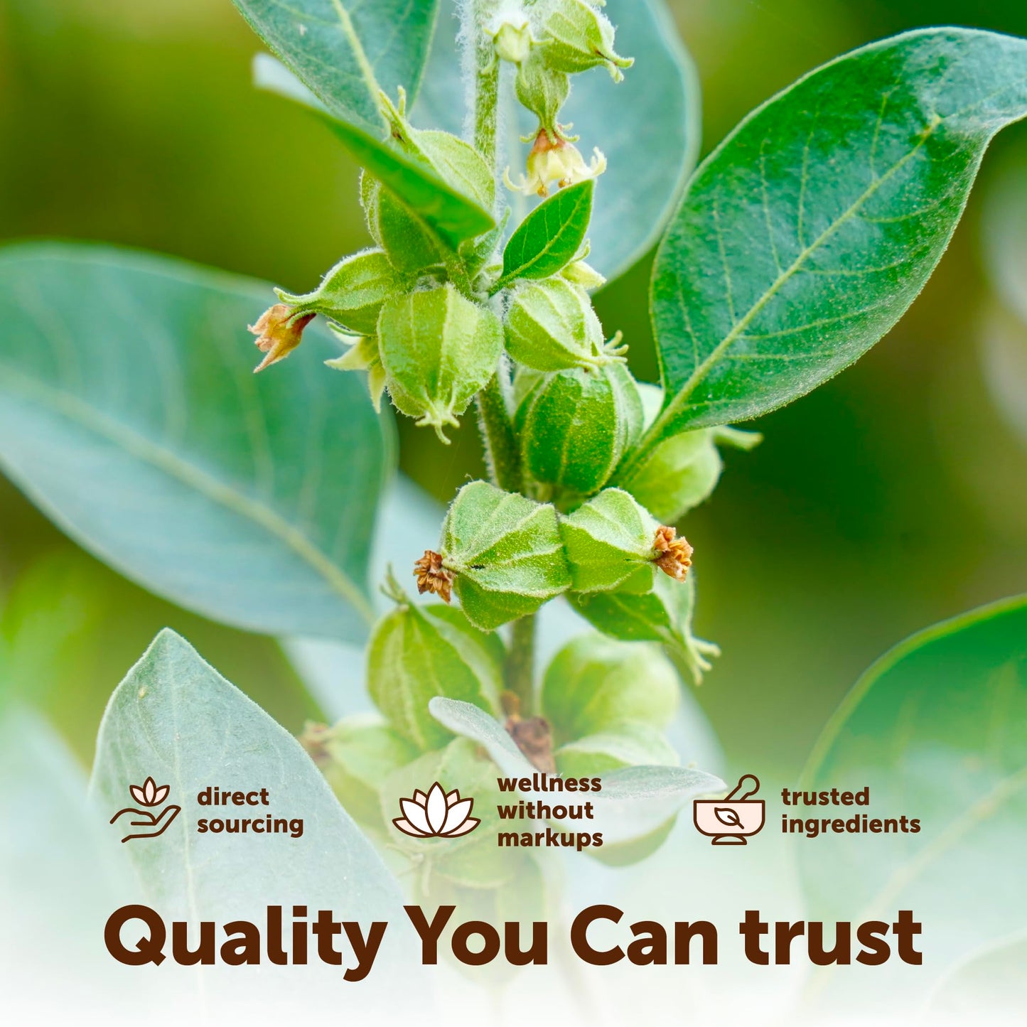 Micro Ingredients Ashwagandha Softgels 150 Count