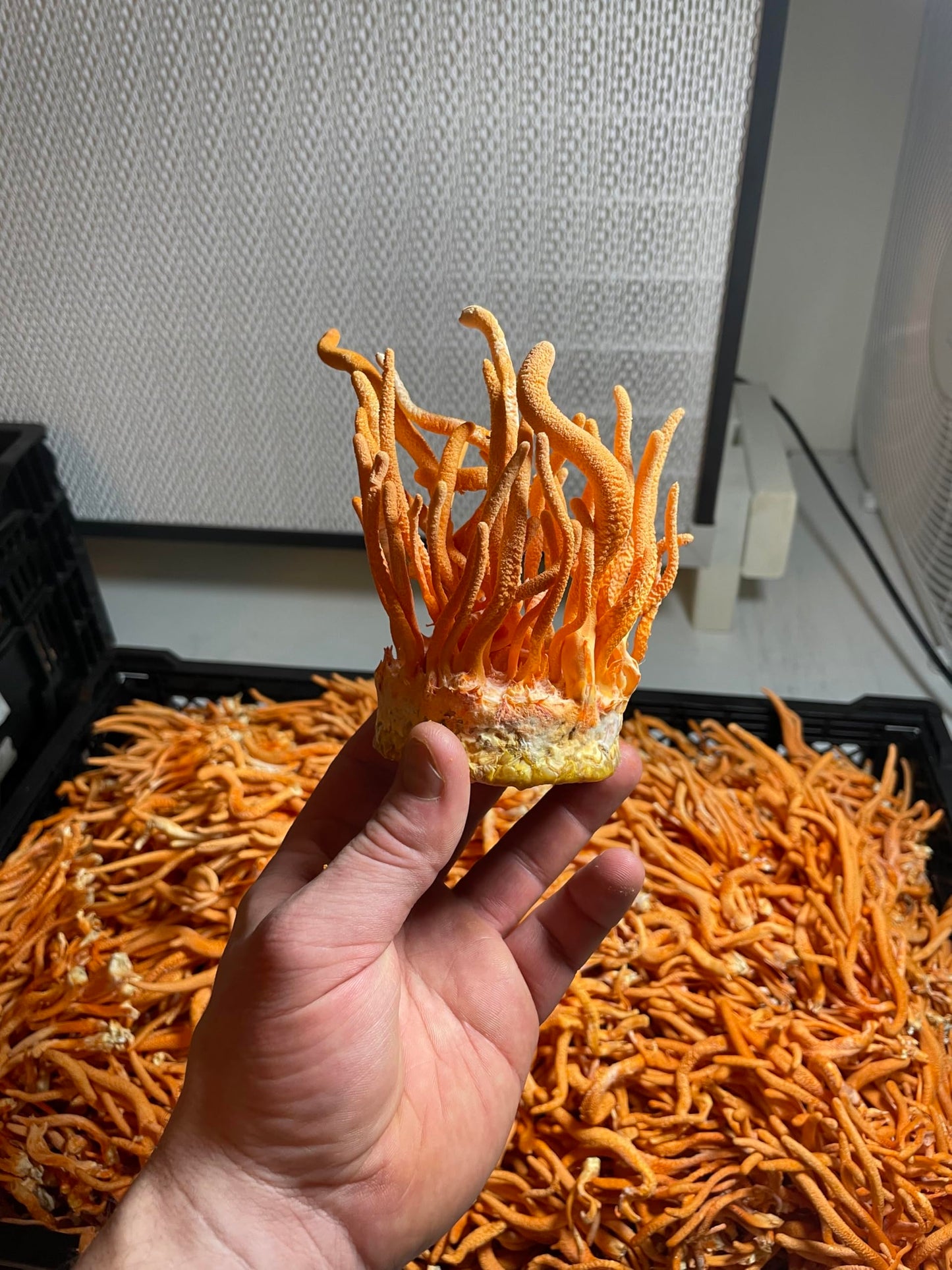 Hodgins Harvest Cordyceps Powder 1