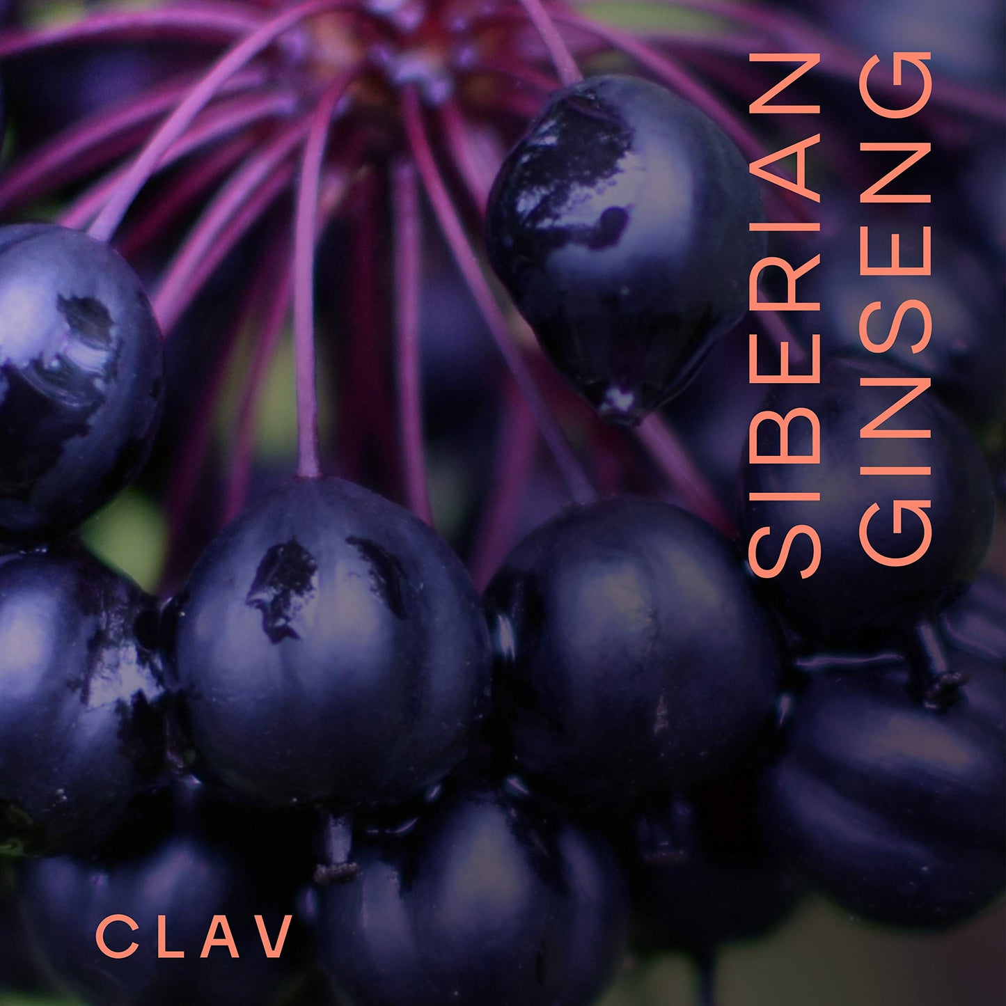 CLAV Siberian Ginseng 900mg Eleuthero Root Powder Capsules, 60 Count