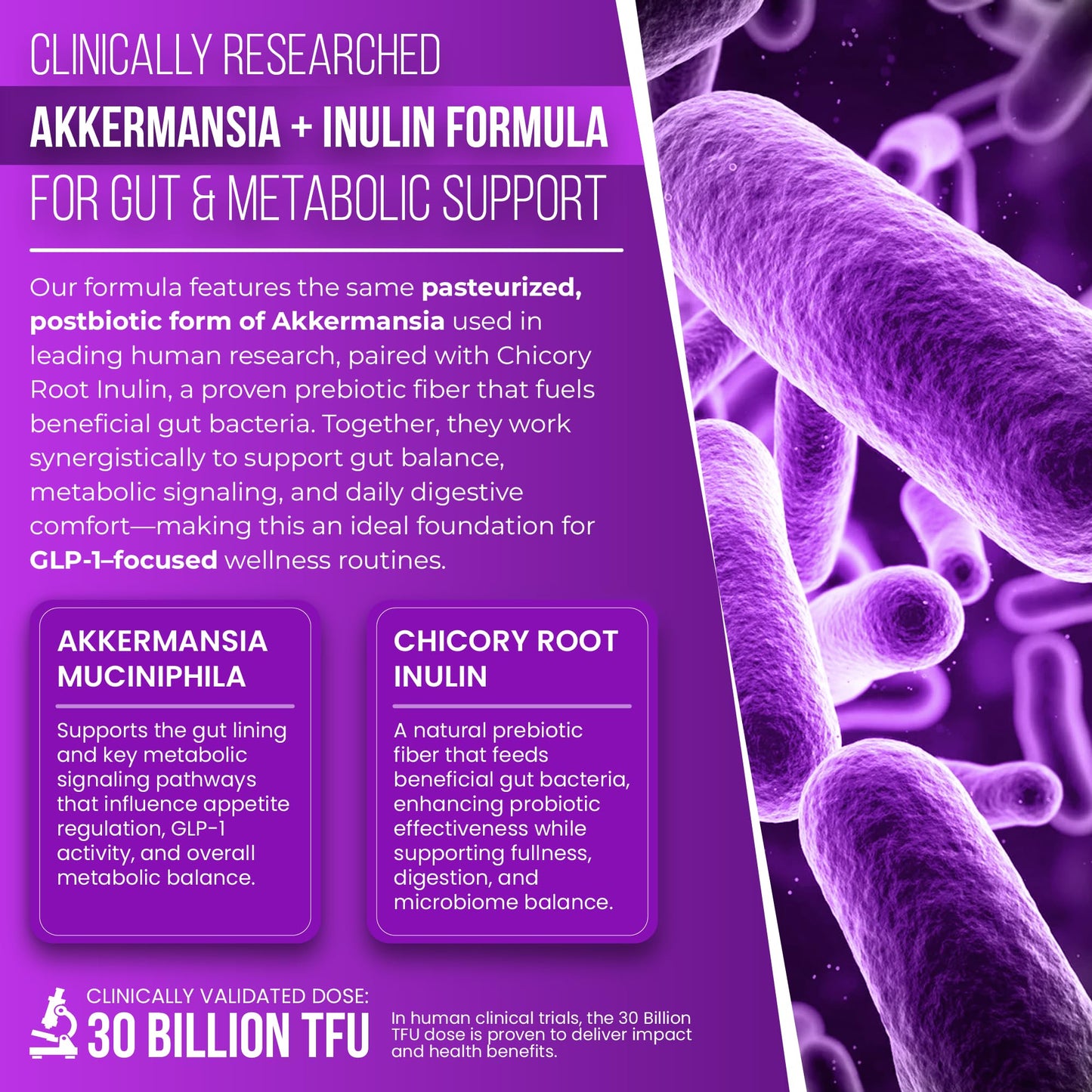 Purafina Akkermansia Probiotic with Prebiotic Chicory Inulin for Increased GLP-1 Support, Akkermansia Muciniphila Probiotic Supplement Delayed Release, Gut Health & Digestive Support Capsule 60 Count