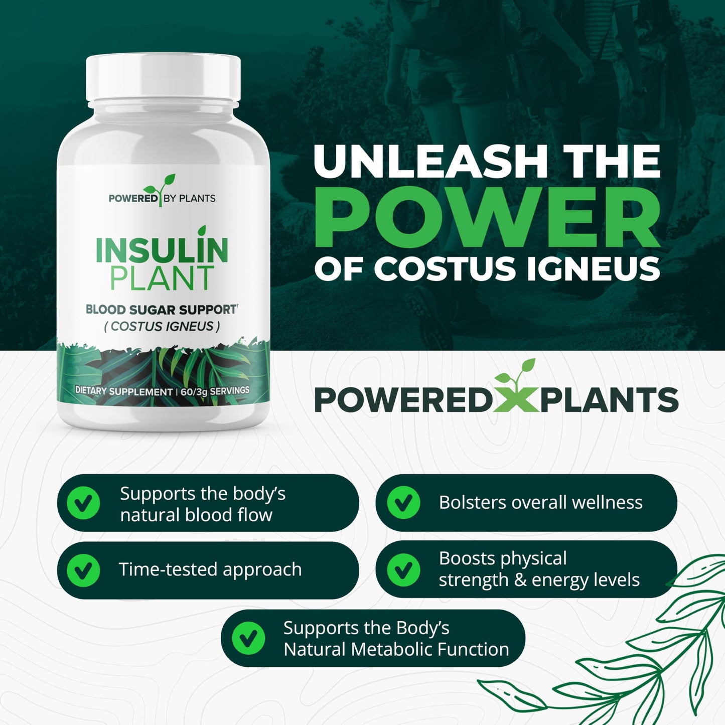 Research Biotech Group Insulin Plant Capsule 240 Capsules
