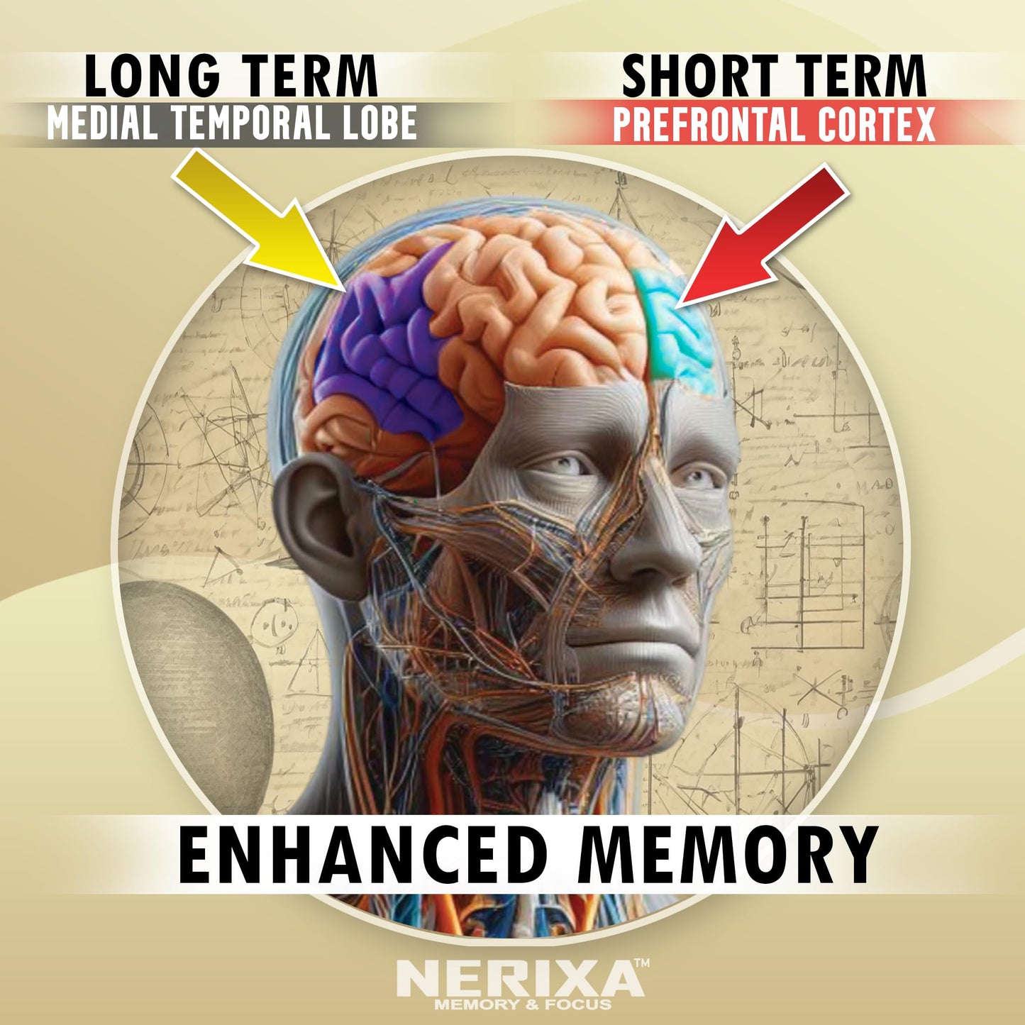 Vitamart NERIXA Memory Brain Support Supplement Capsule, 30 Capsules