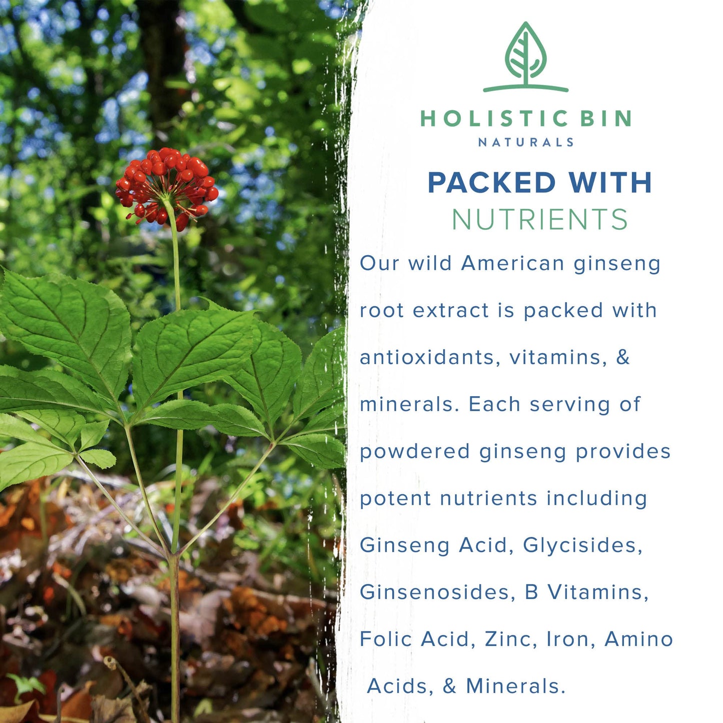 Holistic Bin Wild American Ginseng Powder, 25 Grams