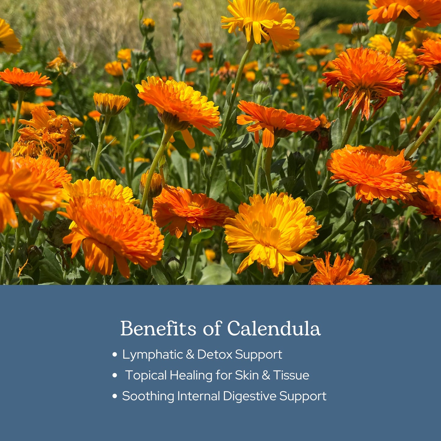 ECLECTIC INSTITUTE Calendula Freeze-Dried Capsules 90 Count