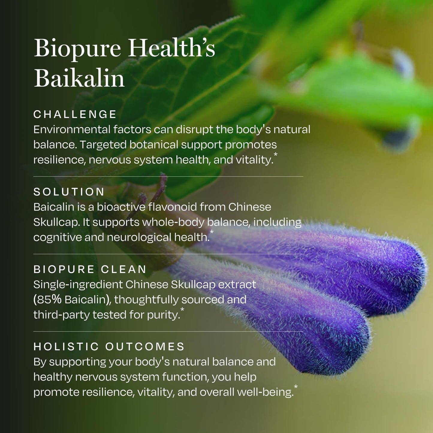 BioPure Baikalin Powder 1.8 Ounce