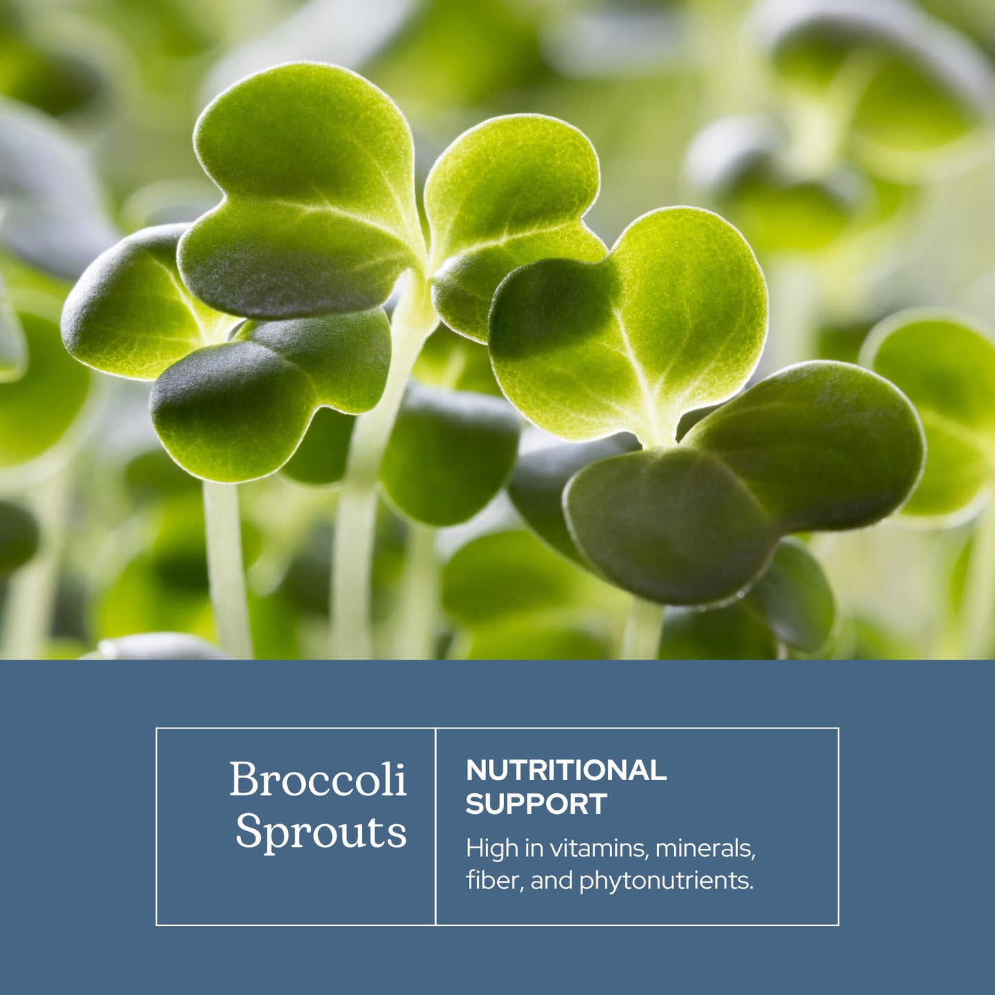 Eclectic Institute Organic Broccoli Sprouts Capsules, 150 Count