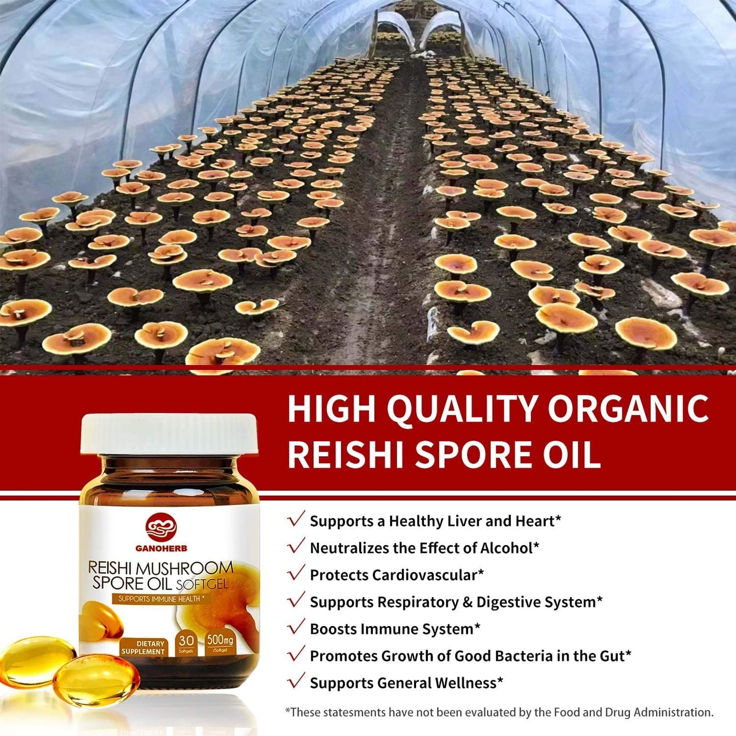 GANOHERB Reishi Mushroom Spore Oil Supplement Ganoderma Lucidum Extract Softgel 30 Count