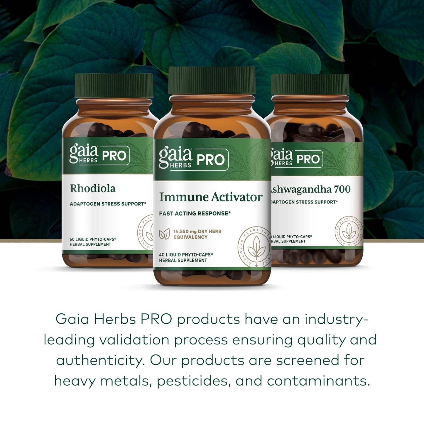 Gaia Herbs PRO Immune Activator Capsule 40 Count