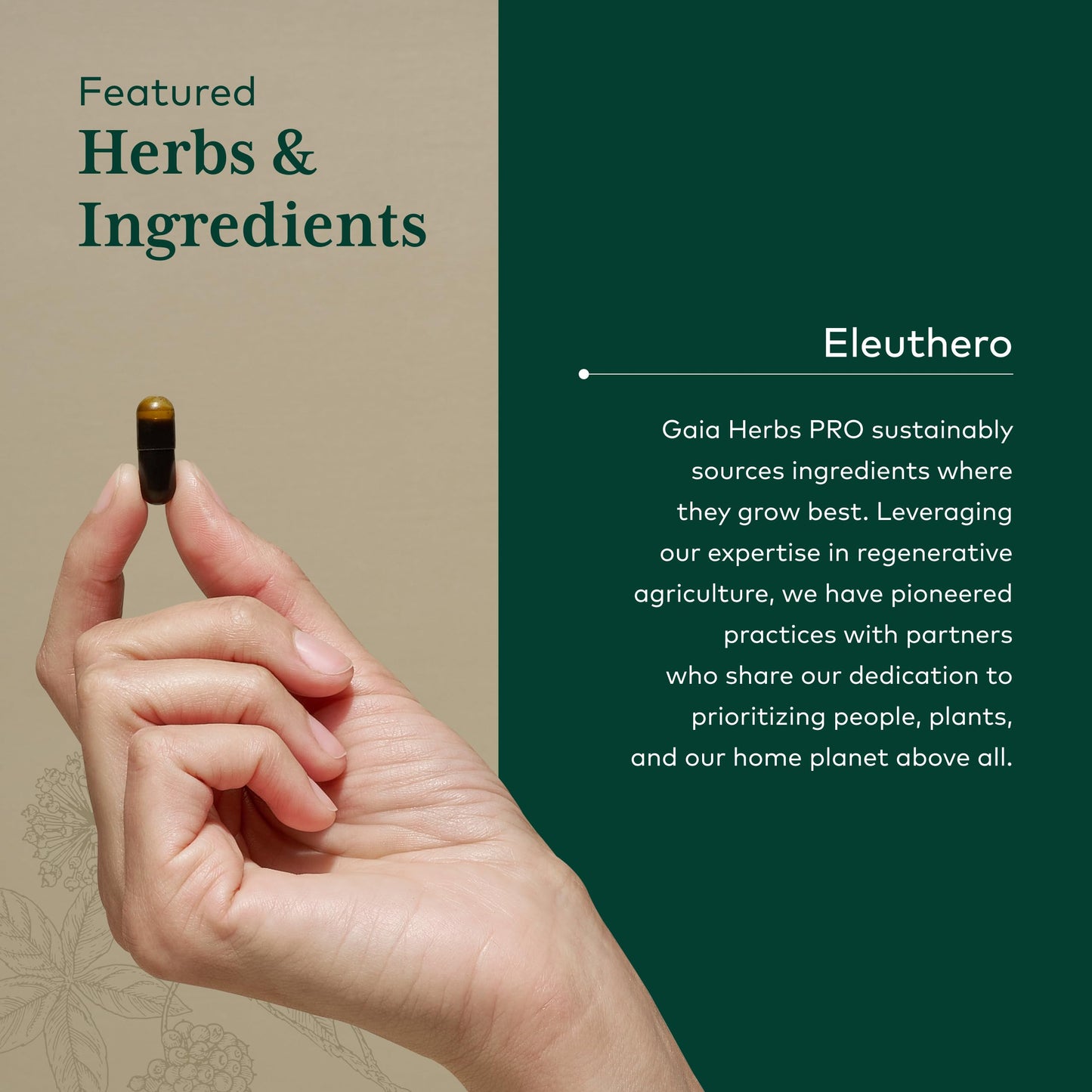 Gaia Herbs PRO Eleuthero Capsule 60 Count