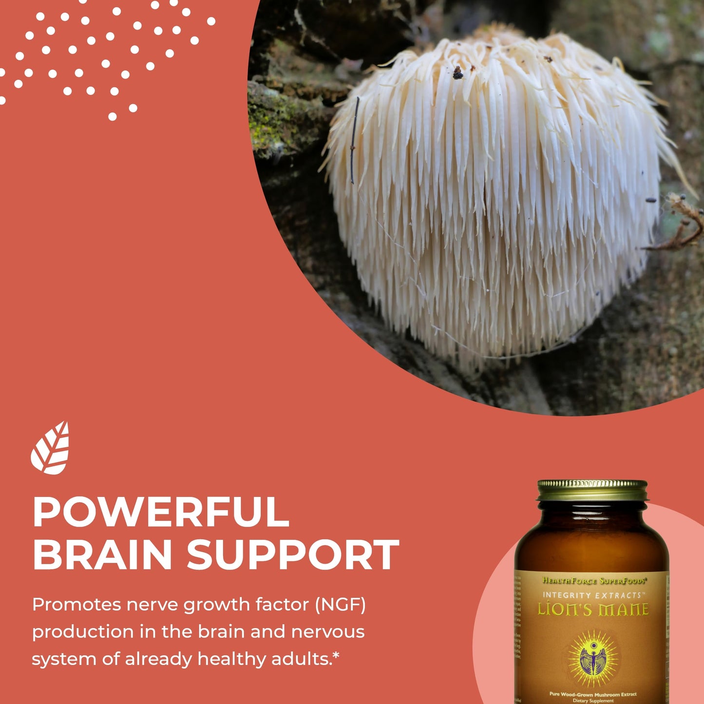 HEALTHFORCE SUPERFOODS Integrity Extracts Lion's Mane Powder 2.1164