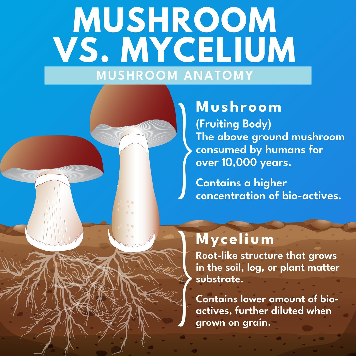 Bold Botanica Mushroom Supreme 7 Capsule 60 Count