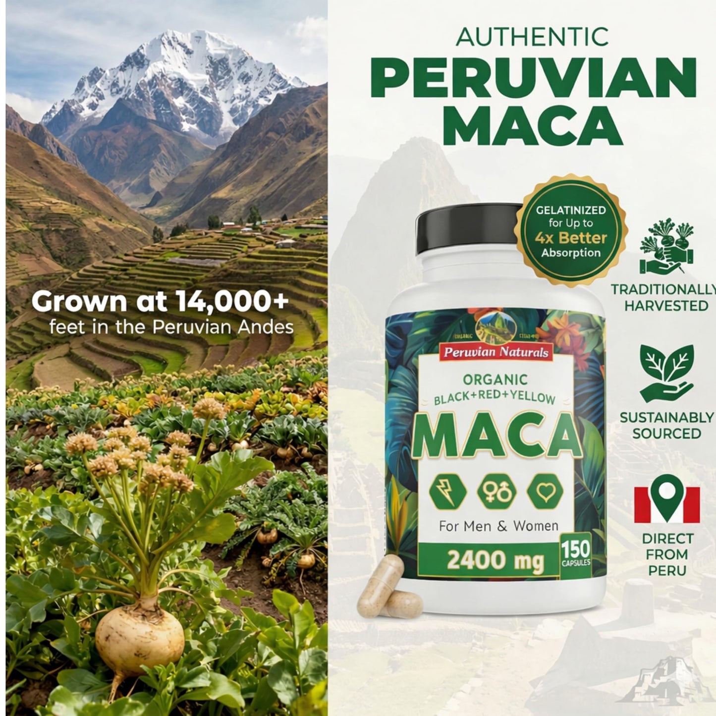 Peruvian Naturals Organic Maca Root Capsules 2400mg per Serving, 150 Capsules