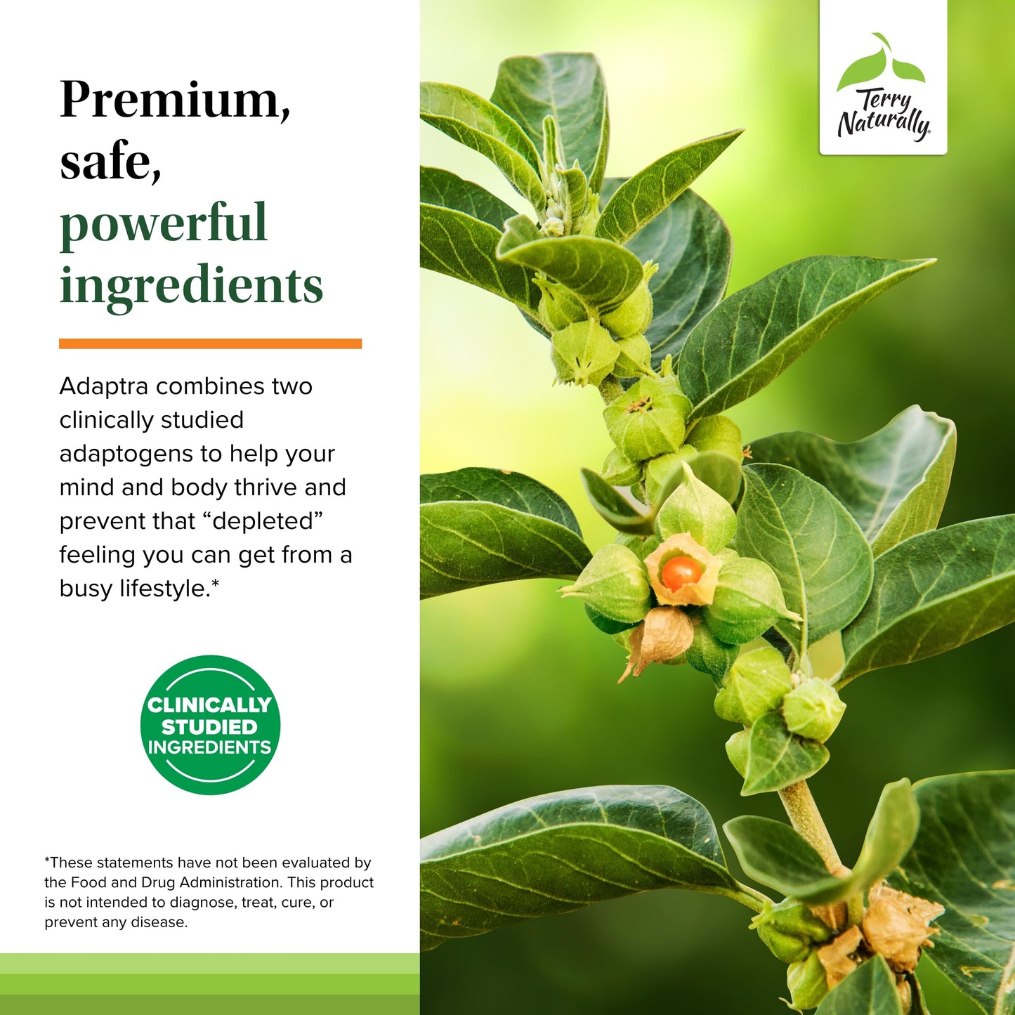 Terry Naturally Adaptra - Supplement to Support Adrenal Health - Ashwagandha Supplement with Rhodiola Rosea Extract - Herbal Supplement to Support Energy & Concentration Capsule 60 Count