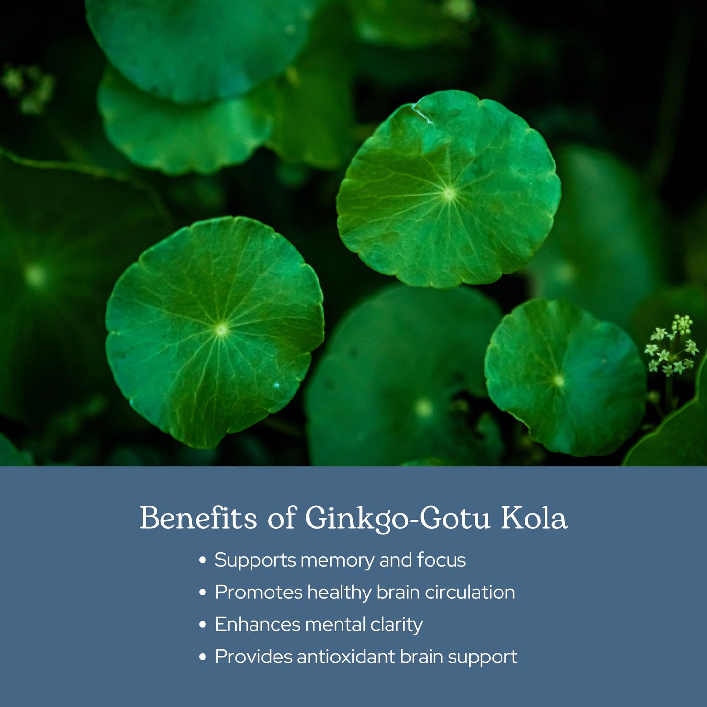 Eclectic Institute Ginkgo Gotu Kola Capsules 90 Count