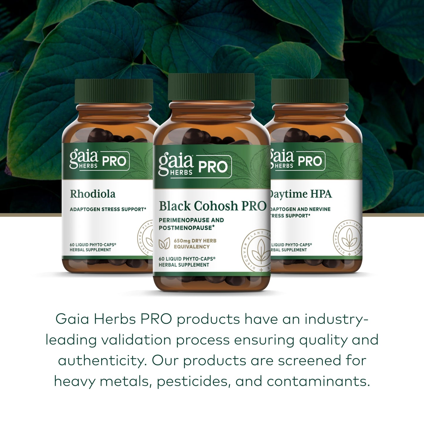 GAIA HERBS PRO Black Cohosh PRO Capsule, 60 Count