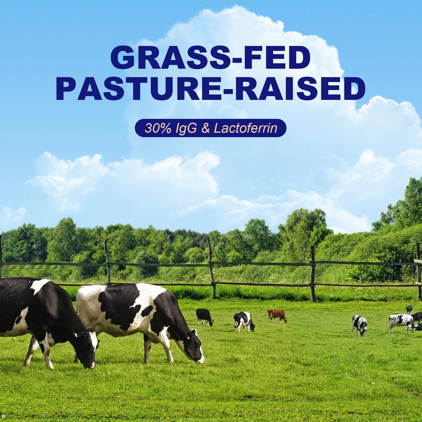 LanranBee Grass-Fed Bovine Colostrum Collagen Powder with Probiotics, Hydrolyzed Collagen Peptides, Sugar Free, 4.5