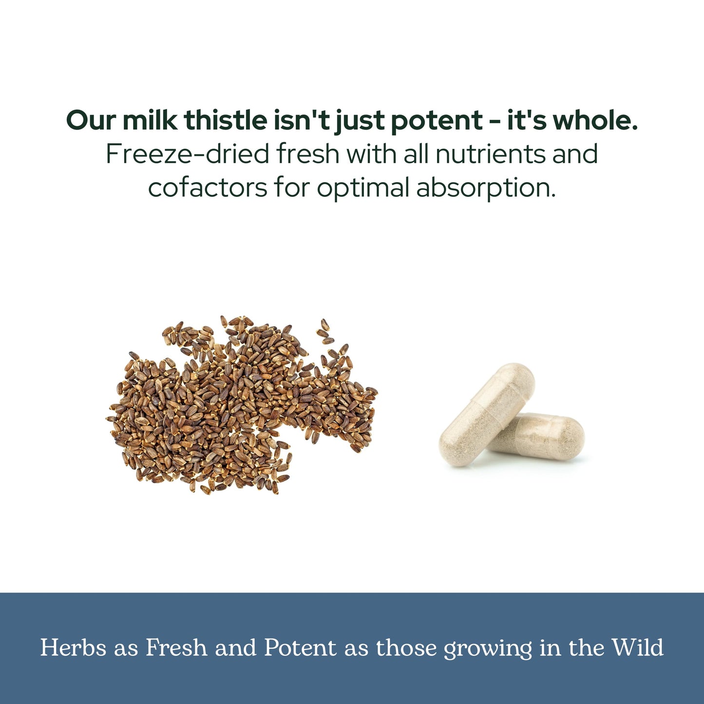 ECLECTIC INSTITUTE Milk Thistle Supplement Capsule 240 Capsules