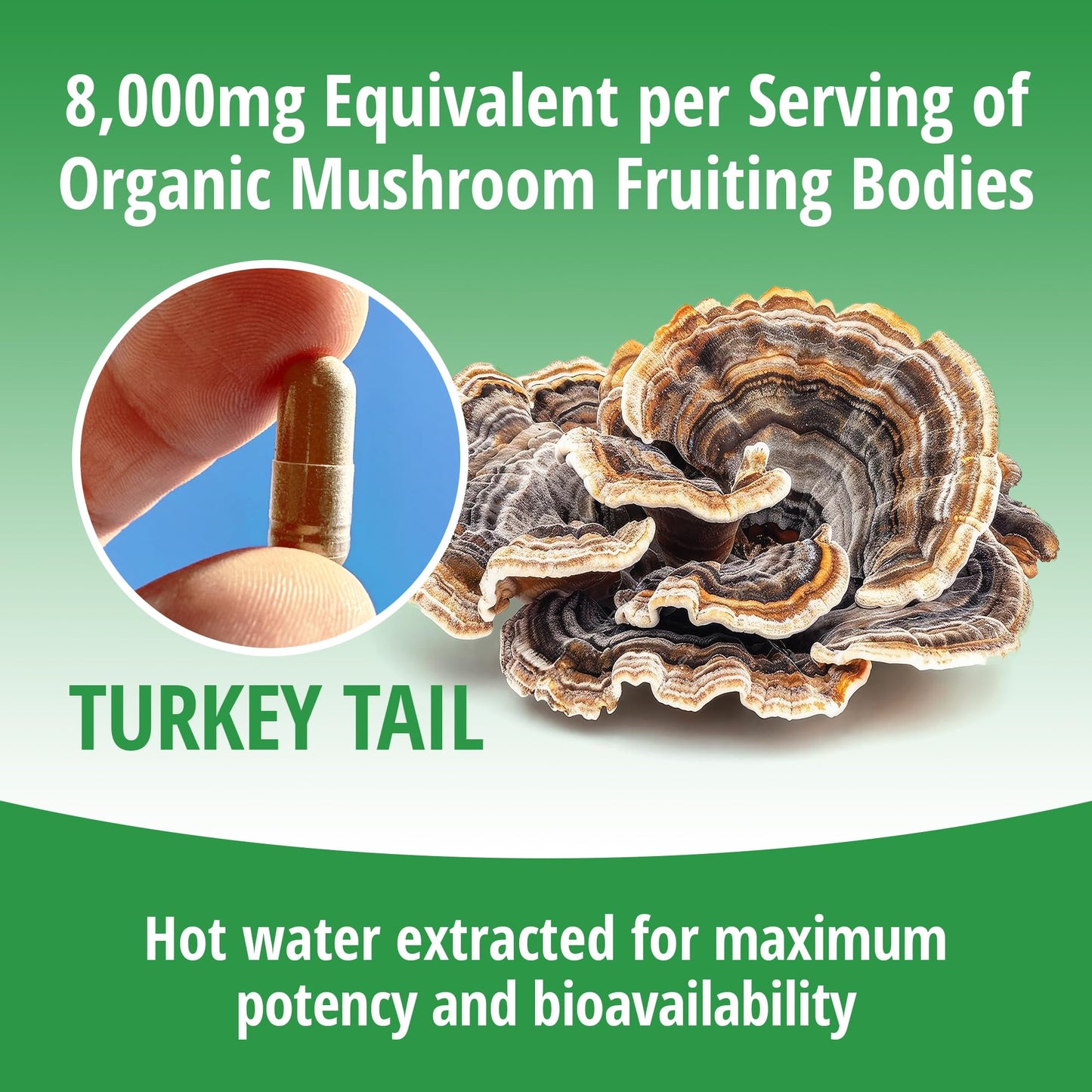 ENCAPSULATE Turkey Tail Capsule 8:1 Extract – Premium Organic Fruiting Body – Adaptogen Mushroom Supplement for Digestive, Gut & Immune Support – Lab Tested & Non-GMO – 60 Capsules