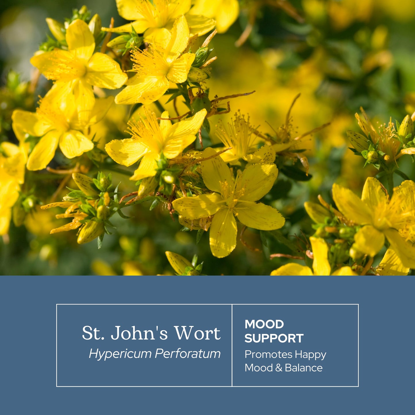 Eclectic Institute St. John's Wort Capsules 90 Count