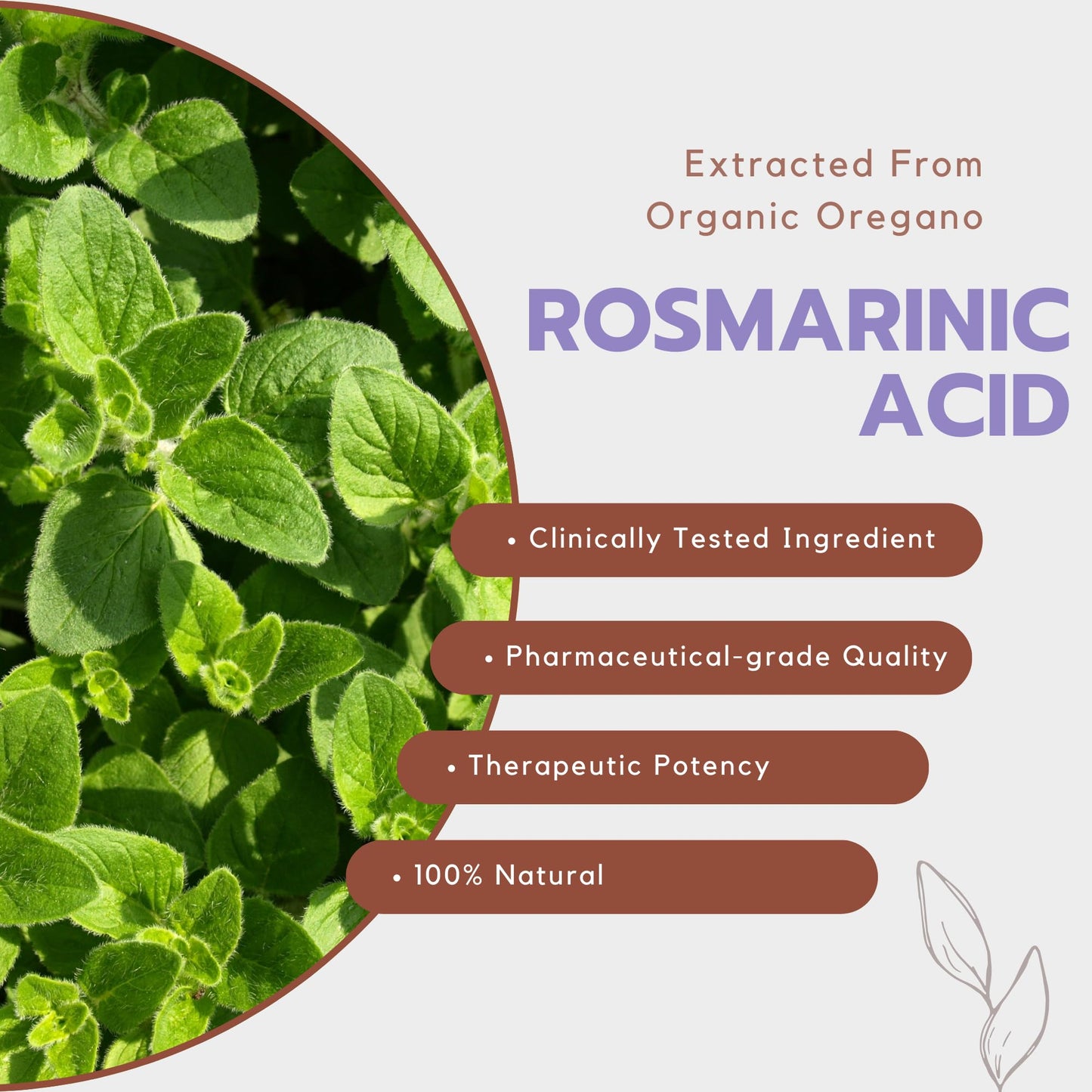 LifeLink Rosmarinic Acid Complex Capsule 120 Capsules