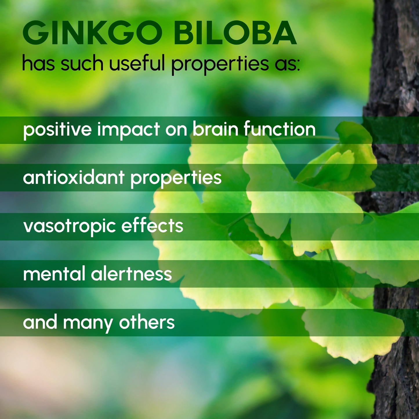 Beleon Goods For Life Ginkgo Biloba Powder 8 oz