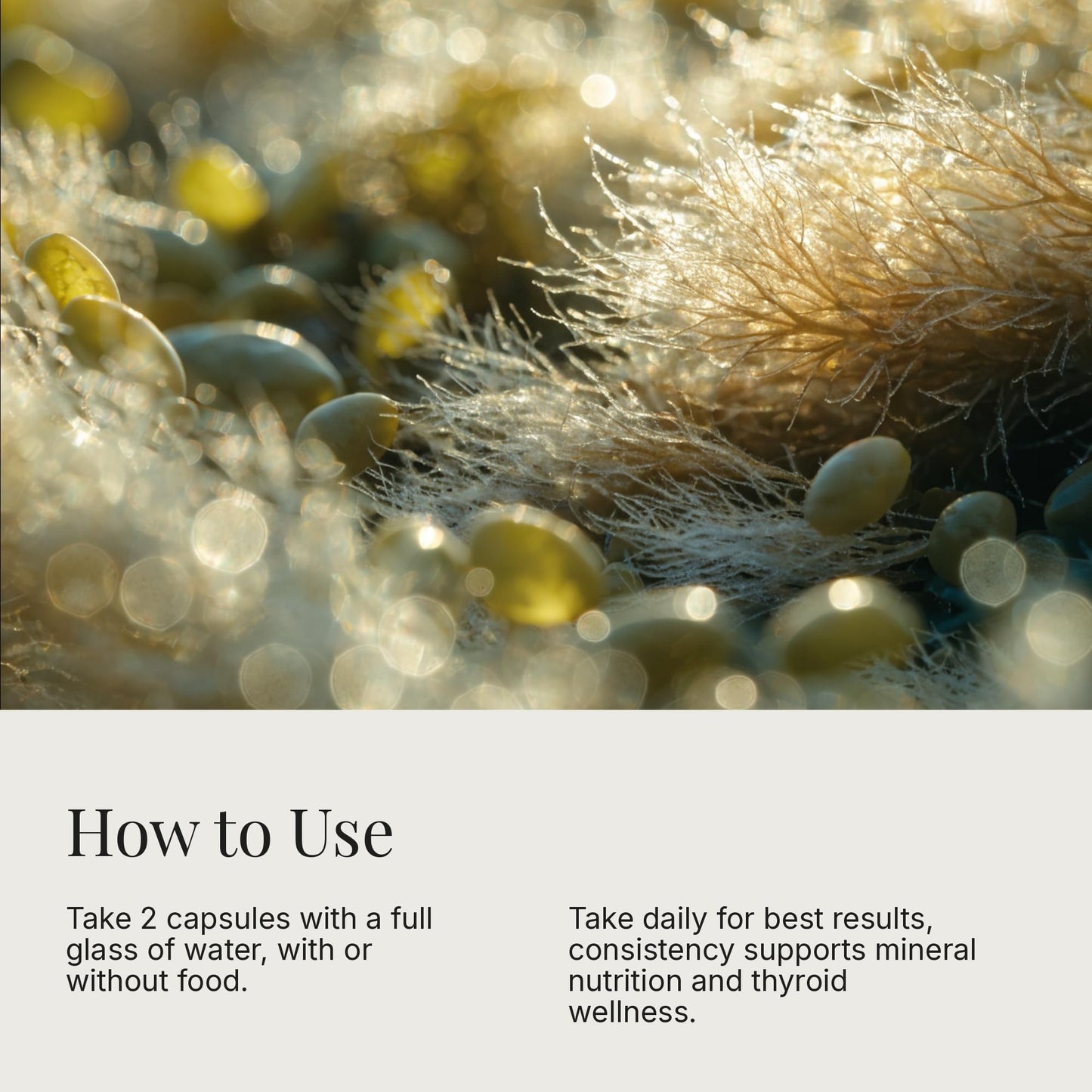 Dear Apothecary Organic Seamoss+ - Irish Moss 500mg, Bladderwrack 500mg, Burdock Root 400mg with BioPerine, 60 Capsules