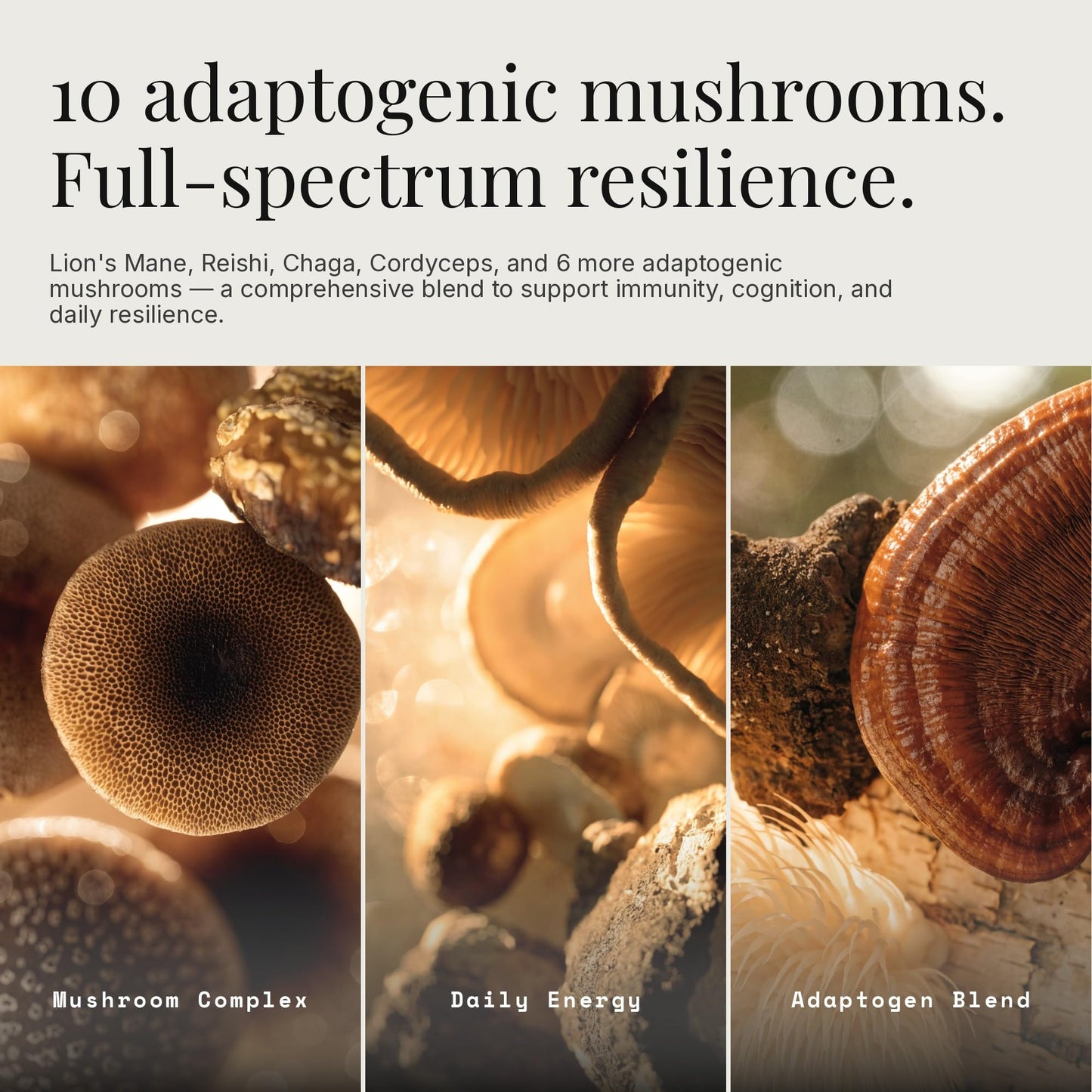 Dear Apothecary Daily Mushrooms+ Organic Mushroom Powder 4.2 Ounce